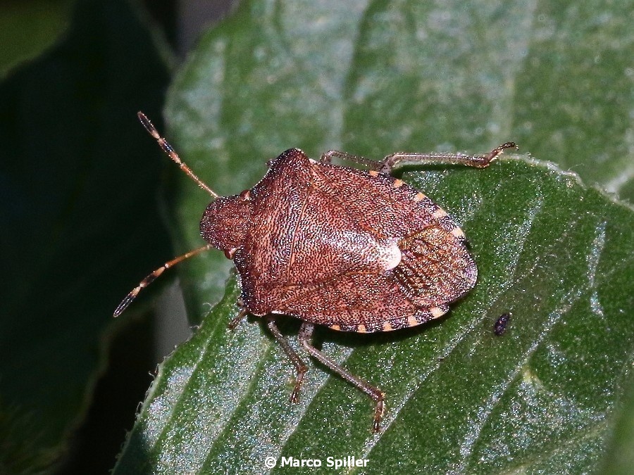 Pentatomidae:  Peribalus strictus vernalis